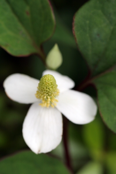ドクダミの花毒矯み毒痛み白い花花びら4枚花弁臭いドクダミ