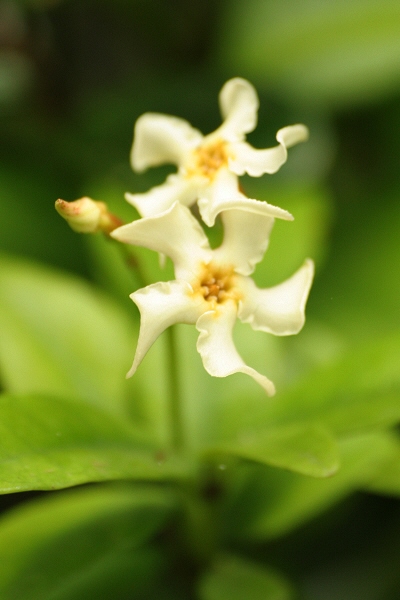 テイカカズラの花(定家葛)ねじれている花びら白い花5裂5枚花冠