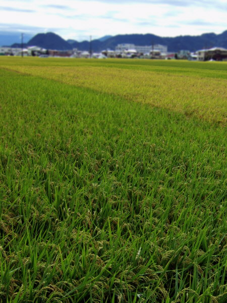 稲穂の波