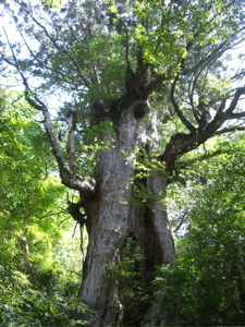 090521 kaimon-yakushima 8.jpg
