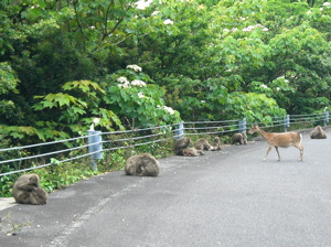 090521 kaimon-yakushima 10.jpg