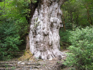 090521 kaimon-yakushima 9.jpg