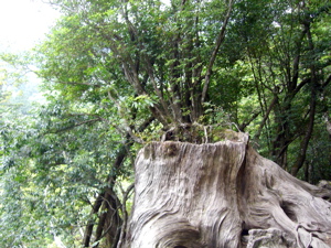 090521 kaimon-yakushima 6.jpg