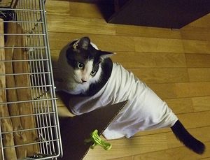 コスプレ猫