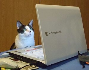 パソコン猫