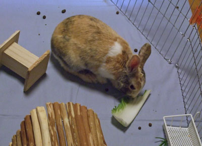普通のうさぎ