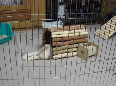 しち