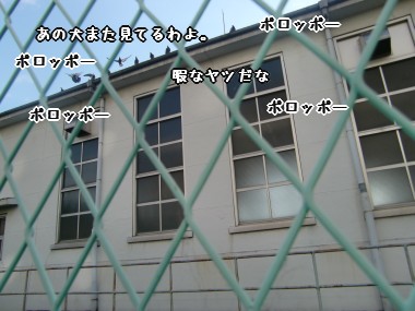 鳩さん集団