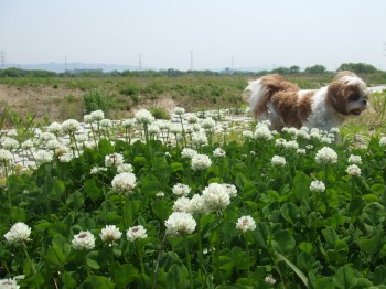 シロツメ