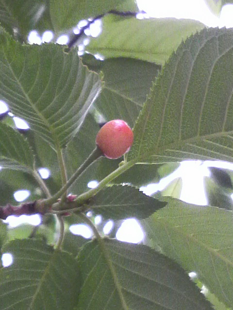 2011052513360000.jpg