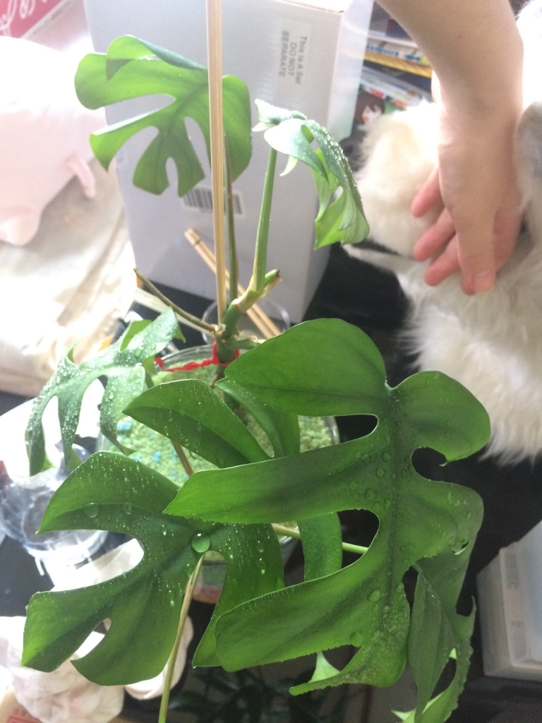 ヒメモンステラ02