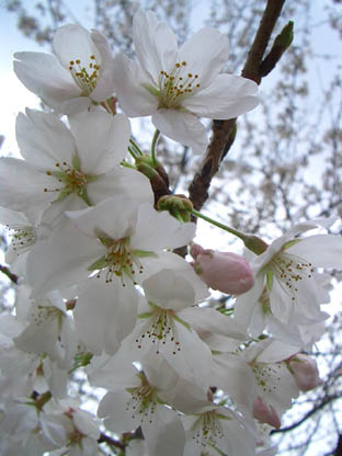 070407sakura