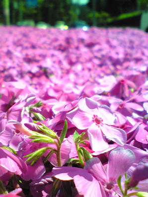 芝桜