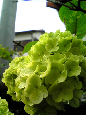 大手鞠