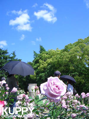靱公園のバラ1