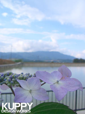 橋本市恋野の紫陽花