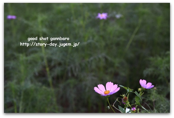 IMG_7915a.jpg