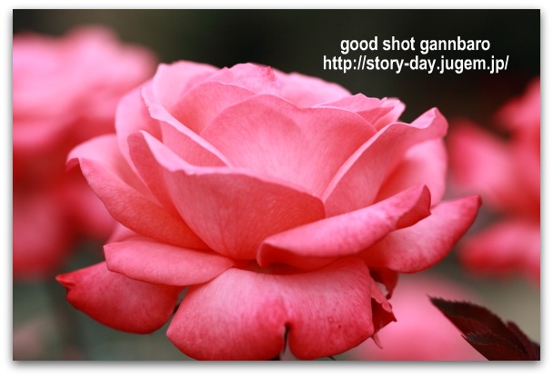 IMG_8593a.jpg