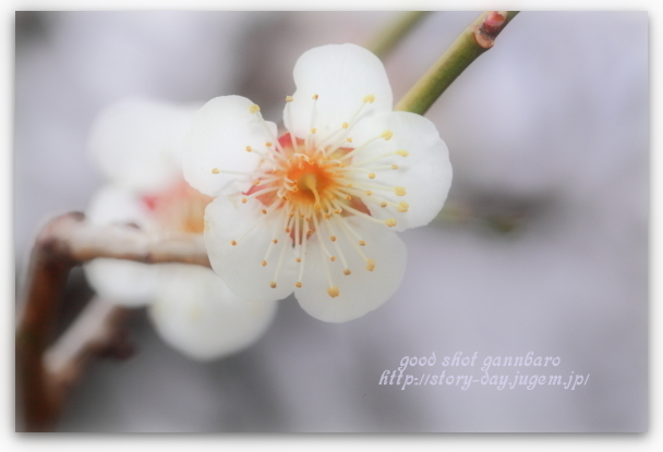 IMG_0989aa.jpg