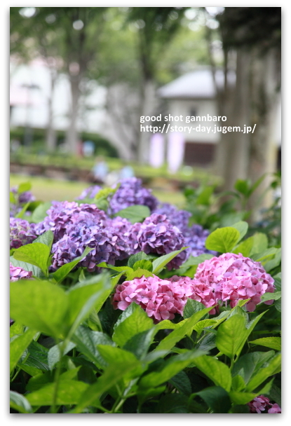 IMG_3949a.JPG