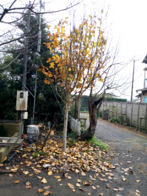 hat1801200901.jpg