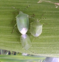 アオクサカメムシの成虫