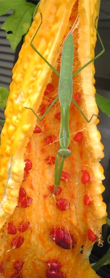 オオカマキリ