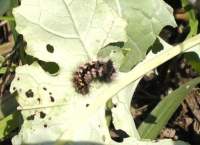 アブラナを食害していた毛虫