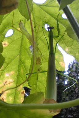 オオカマキリの脱皮