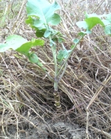 夏草の中で生き残ったアブラ菜