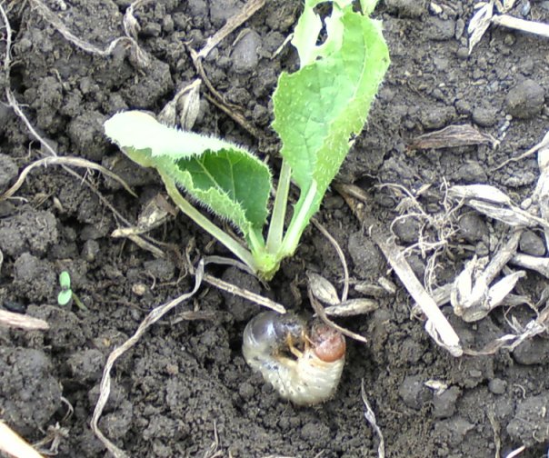 ネキリムシ コガネムシ幼虫について 週末ファーマーによる自然農の野菜栽培