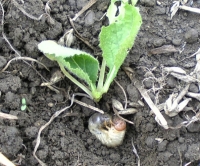 ハクサイの苗を切り倒したコガネムシの幼虫