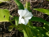 空芯菜の花