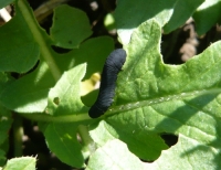 カブラハバチの幼虫
