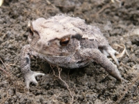 ヒキガエル