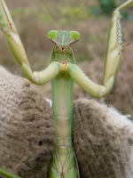 オオカマキリの足の付け根