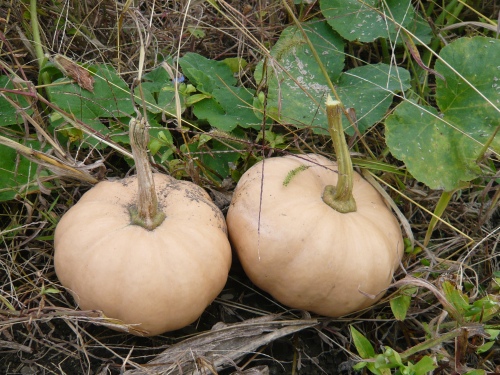 カボチャの栽培 週末ファーマーによる自然農の野菜栽培