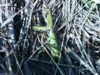 オオカマキリ虫の息