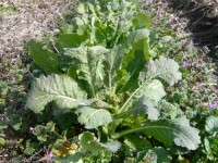 野沢菜の塔立ち