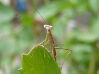 オオカマキリ1令幼虫