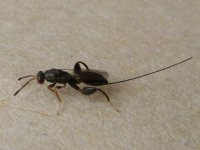 オナガアシブトコバチの写真