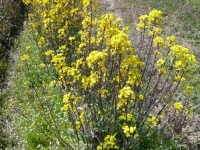 コウサイタイの花々