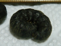 ネキリムシの幼虫