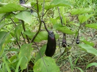 真黒ナスの収穫
