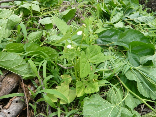 サヤインゲンの栽培 週末ファーマーによる自然農の野菜栽培