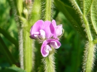 秘伝枝豆の花