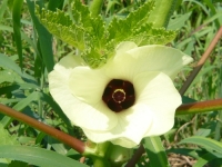 島オクラの花
