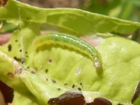 シロオビノメイガの幼虫