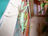 メスにしがみつくオス
