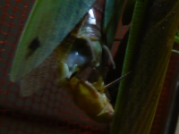 オオカマキリの精包